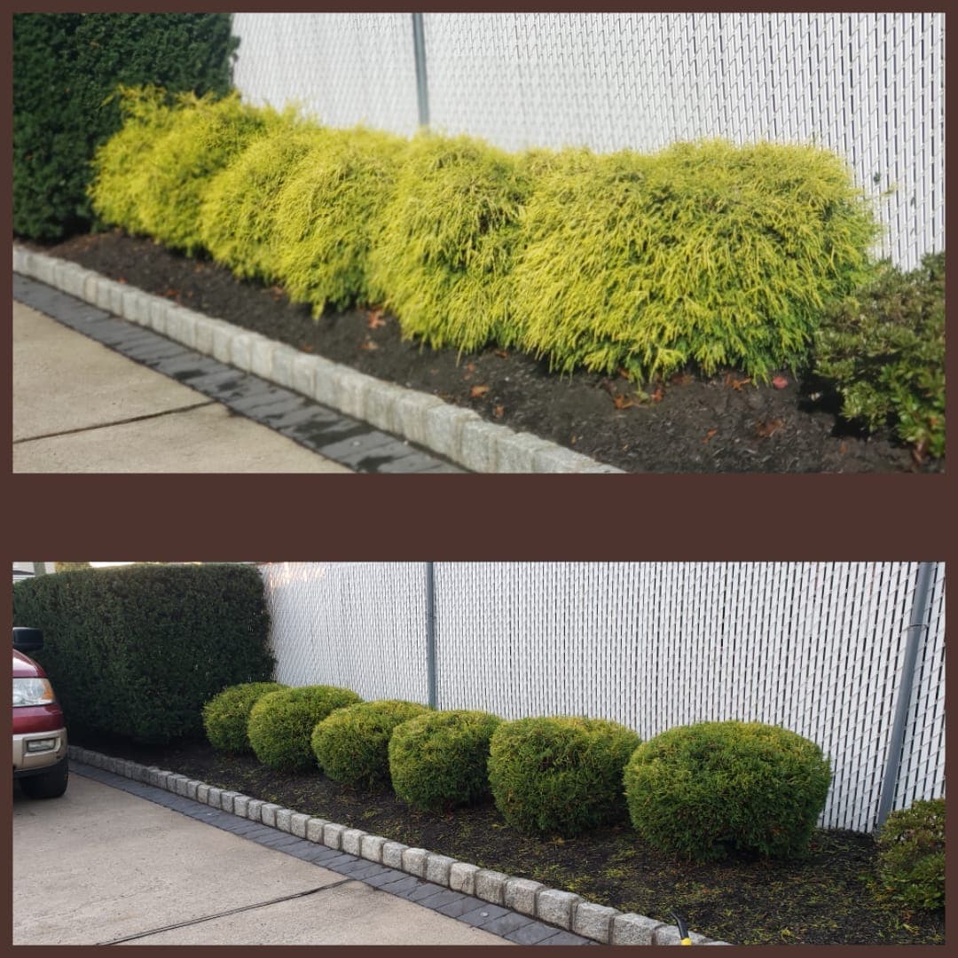 Trimming & Pruning work image 1